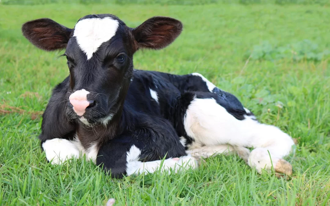 La importancia del Calentador de Leche en la Crianza de Terneros: Cómo la Alimentación y la Salud Impactan en la Futura Producción de Leche